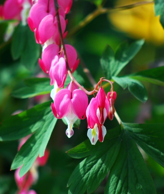 Foto la flor del corazón sangrante