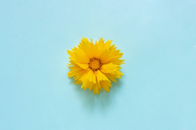 Una flor de Coreopsis amarilla sobre fondo azul Estilo minimalista