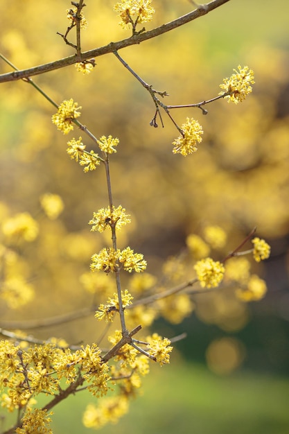 La flor de cornejo de cerezo de cornalina de principios de la primavera