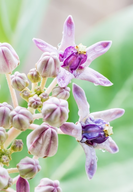 Flor de corona púrpura, (Calotropis gigantea L.) y flores de brotes.