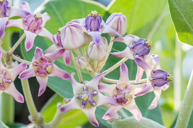 Flor de corona púrpura