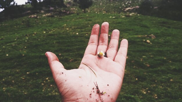 Foto flor cortada com a mão