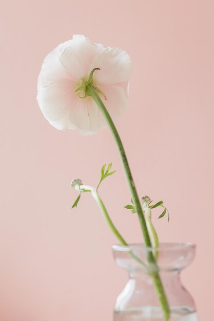 Foto flor cortada com a mão