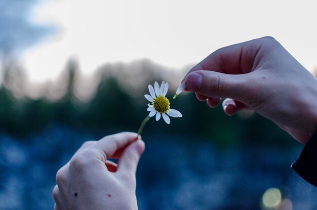 Foto flor cortada con la mano