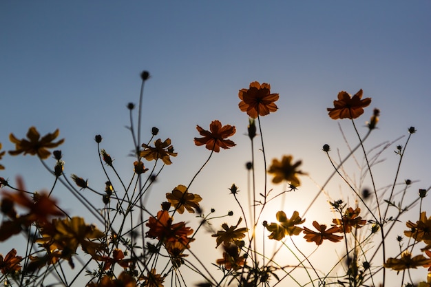 flor cosmos amarelo no campo com pôr do sol