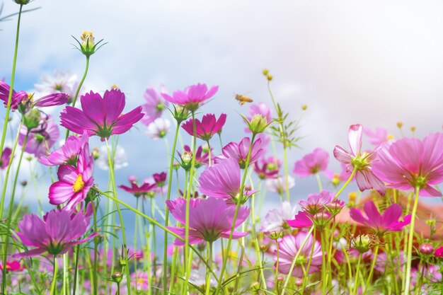 Flor de cosmos de bajo angulo y abeja.