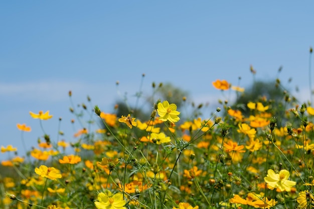 Flor de cosmos de azufre de primer plano con desenfoque de fondoxA