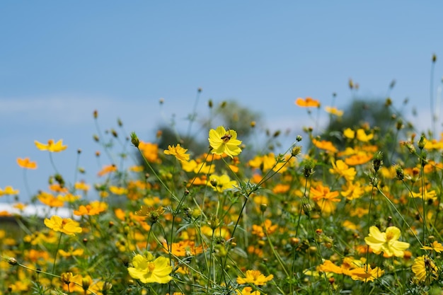 Flor de cosmos de azufre de primer plano con desenfoque de fondoxA