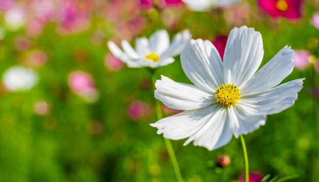 Flor del cosmos blanca en el campo del cosmos con fondo borroso