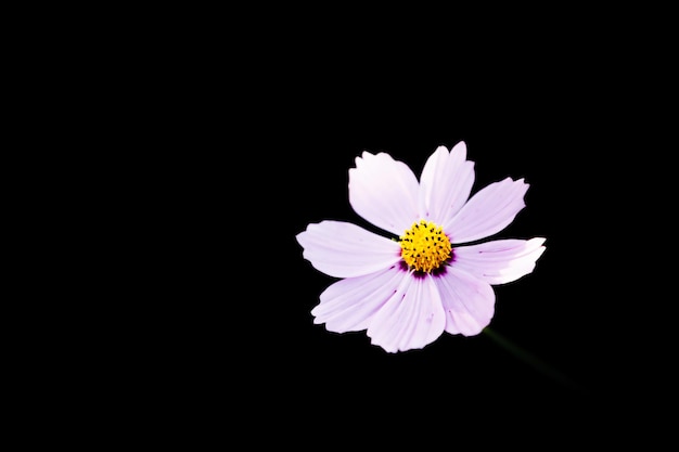 Flor del cosmos de cerca en el fondo de la puesta de sol con enfoque selectivo suave