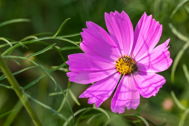 Flor de cosmos de color rosa completamente florecida primer plano con abeja recolectora de miel en el jardín