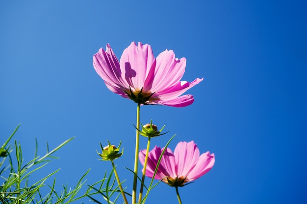 Flor del cosmos (cosmos bipinnatus) en el jardín