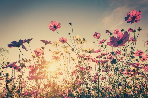 Flor cosmos de campo e luz solar do céu com filtro Vintage.