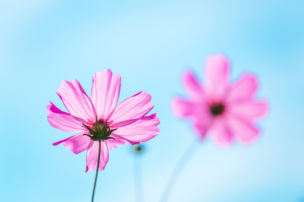 Flor. cosmos-de-rosa no céu azul