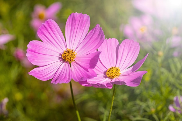 Flor del cosmos en el día soleado