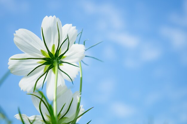 Flor del cosmos con fondo de cielo