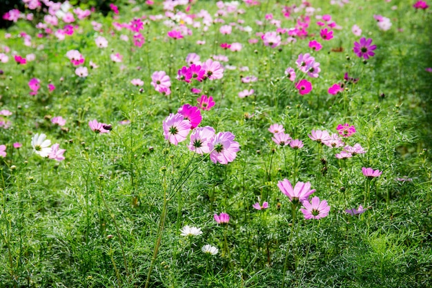 Flor de cosmos con hermosa.