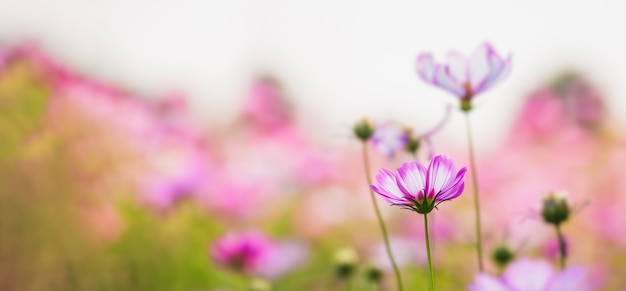 Flor del cosmos hermosa