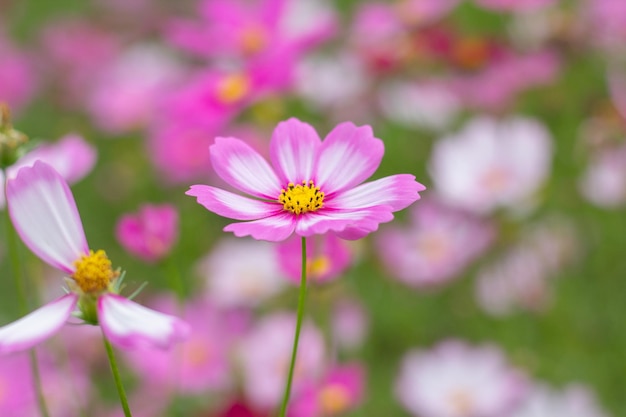 La flor del cosmos en el jardín de cerca