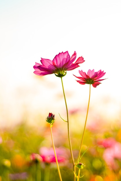 Flor del cosmos en el jardín.