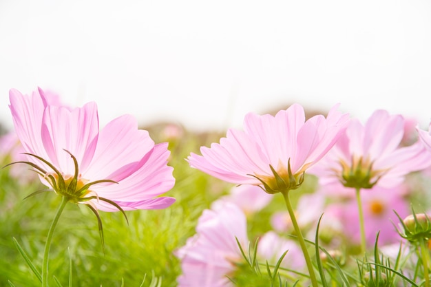 Flor de cosmos en el jardin