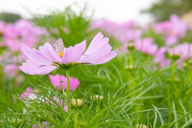 Flor de cosmos en el jardin