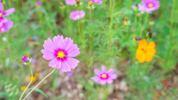 Flor del cosmos en el jardín.