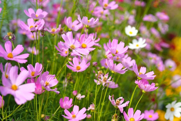 flor del cosmos en el jardín