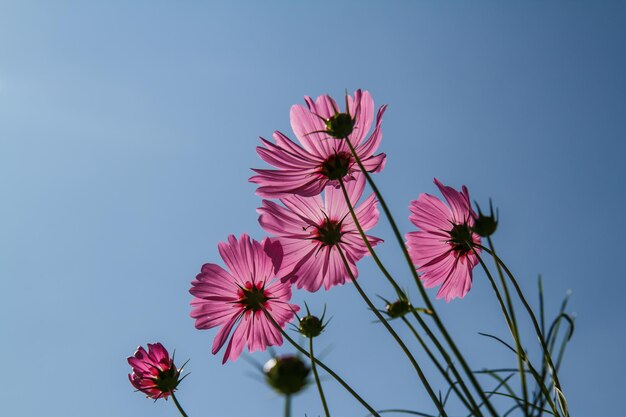 flor del cosmos en el jardín