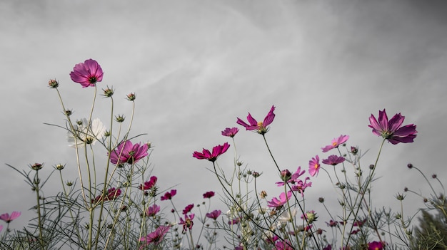 Flor cosmos en nube oscura