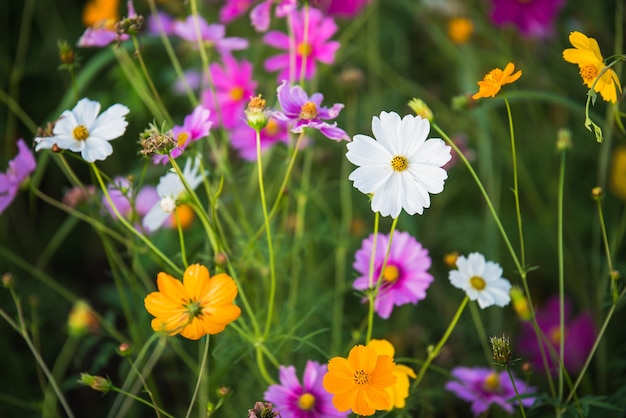 La flor del cosmos de las praderas