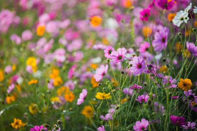 La flor del cosmos de las praderas