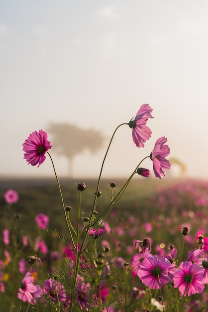 La flor del cosmos de las praderas