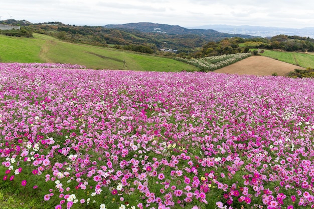 Flor de cosmos prado