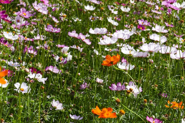 Flor de cosmos prado