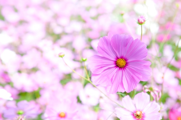 Flor de cosmos en primavera.