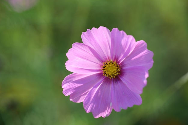 Flor del cosmos en primer plano en el fondo de la naturaleza