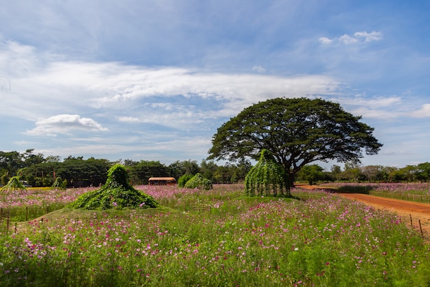 Foto flor del cosmos que florece en el campo.