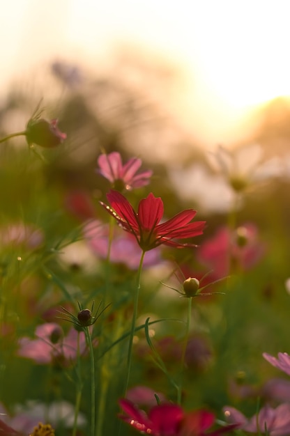 Foto flor de cosmos roja en el jardín con puesta de sol