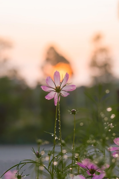 Flor de cosmos rosa en el jardín con puesta de sol