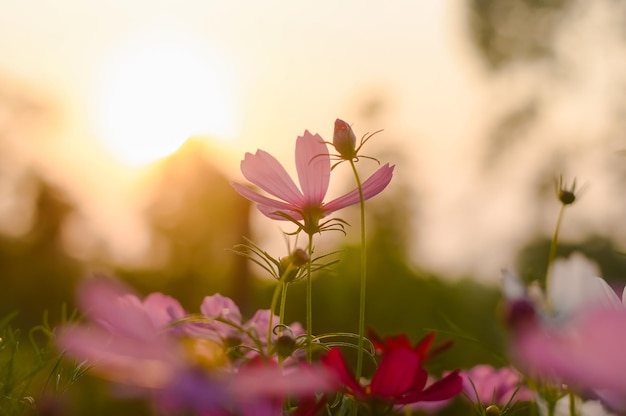 Flor de cosmos rosa en el jardín con puesta de sol