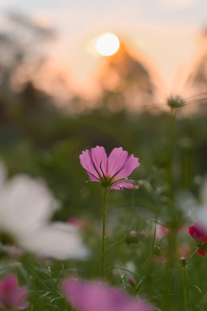 Flor de cosmos rosa en el jardín con puesta de sol