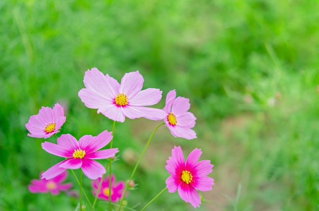 Flor cosmos rosa