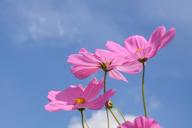 Foto flor del cosmos rosada en el fondo del cielo