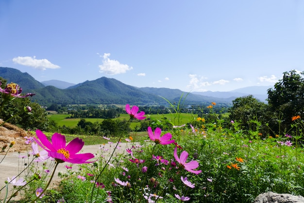 Flor de cosmos con vista a la montaña.