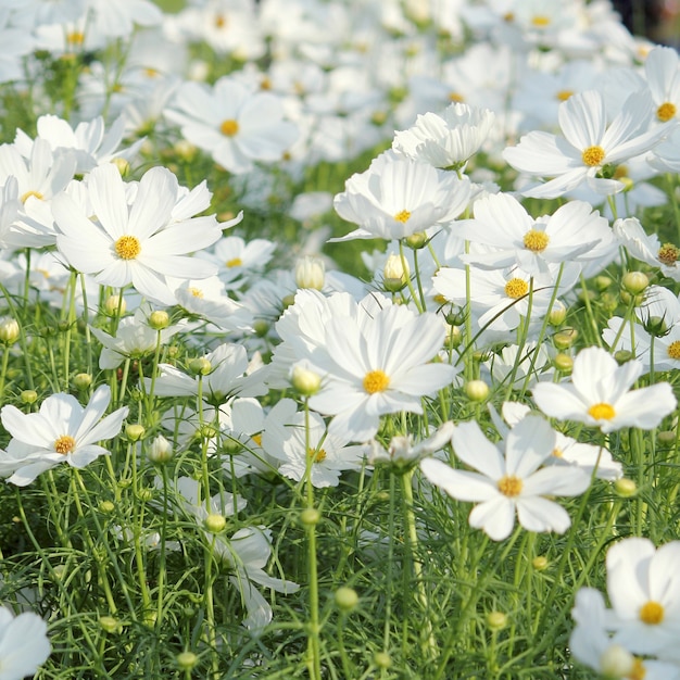 flor del cosmos