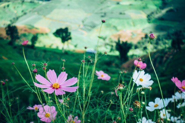 flor del cosmos