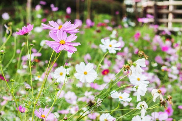 Foto flor del cosmos