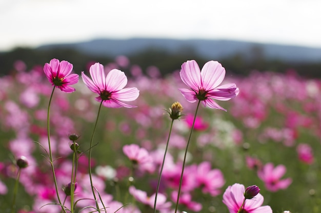 flor del cosmos