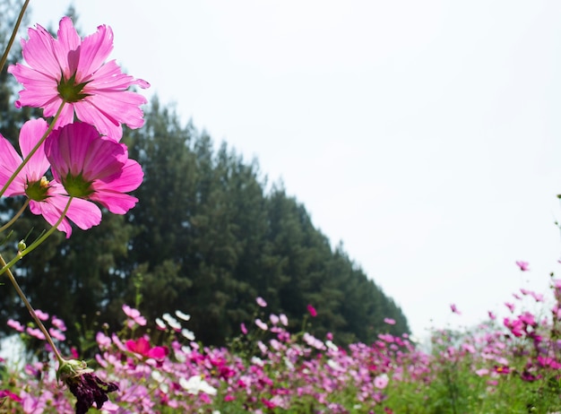 Flor del cosmos